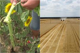 Stare de calimitate în judeţele afectate peste 50% de secetă. Solicitarea fermierilor români, care au pagube uriaşe