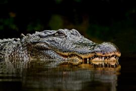 O femeie a fost sfâşiată de doi aligatori după ce a căzut într-un iaz din Florida