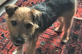 Recompensa uriaşă a unui bărbat de 91 de ani pentru a-i fi înapoiat câinele. „Pierderea lui Flossie i-a frânt inima”