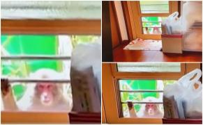 42 de oameni au fost atacaţi și răniți de macaci