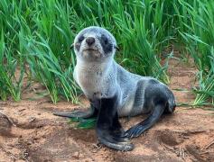 Pui de focă într-un lan de grâu din Australia