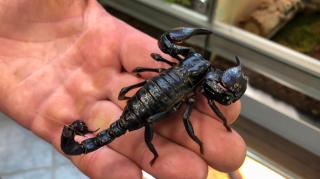 O fermă din Turcia creşte scorpioni pentru veninul lor extrem de scump. Un litru valorează 10 milioane de dolari