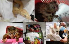 Turistul pusese animalele in bagaj