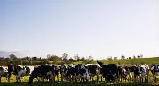 Femeia a fost declarată moartă la fața locului