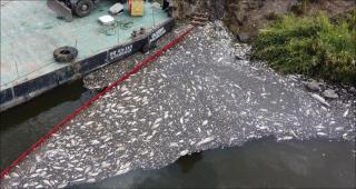 Specialiștii dau vina pe poluarea apei cu o substanță chimică care ar fi putut ridica nivelul de salinitate al apei