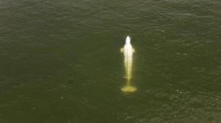 Beluga ajunsă pe fluviul Sena refuză să mănânce. Salvatorii nu cred ca poate fi salvată