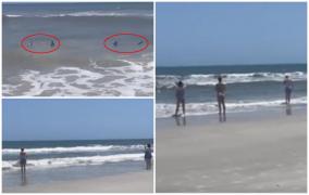 doi rechini s-au apropiat periculos de mult de mal