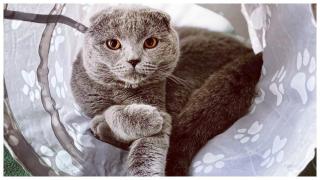 Ziua internaţională a pisicii – 8 august ziua în care celebrăm pisicile