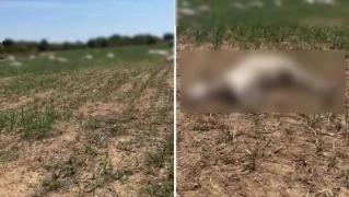 "Un dezastru! Au căzut ca muștele". 50 de vaci au murit în câteva minute, una după alta, sub privirile îngrozite ale crescătorului, pe un câmp din Italia