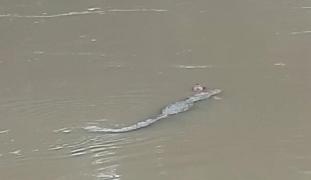 Momentul înspăimântător în care corpul unui bărbat este târât de către un crocodil, de-a lungul unui râu din India