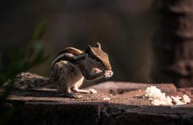 O veveriță a parcurs mii de kilometri, pe ocean, din India până în Anglia. Cum a supravieţuit animalul călătoriei de trei săptămâni