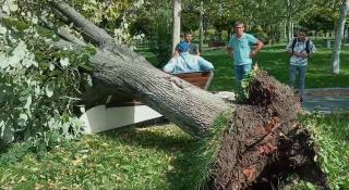 copac căzut într-un parc din Slatina