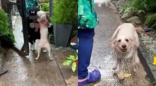 Animalul a dispărut din Shrewsbury în iulie anul trecut și a fost găsită la aproximativ 80 de kilometrii depărtare