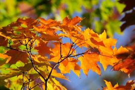 Prognoza meteo pentru 5 septembrie - 3 octombrie. Luna septembrie, între temperaturi peste cele normale şi ploi