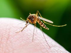 42 de români s-au infectat cu virusul West Nile din iunie până acum. Patru dintre ei au murit