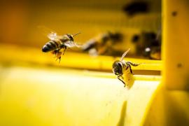 Un tânăr de 20 de ani din Statele Unite a fost înţepat de 20.000 de albine. Medicii l-au pus imediat în comă indusă