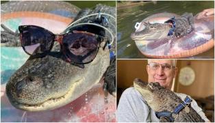 Aligator drept animal pentru sprijin emoţional