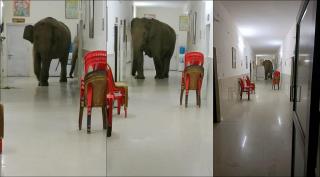 Ofițerul Indian Forest Service Susanta Nanda a postat pe Twitter imaginile uimitoare