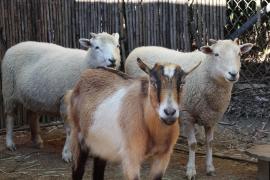 Cum s-a "răzbunat" pe oi şi capre