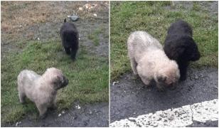 Doi câini abandonați, pe marginea drumului, fără apă și fără mâncare