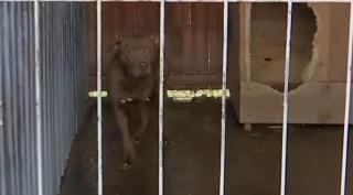 Zeci de câini, înfometați și schingiuiți de un oltean