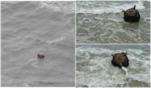 Câte mine marine au fost distruse de Forțele Navale Române