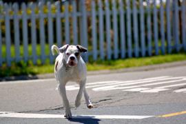 Un Pitbull a atacat un bărbat, lângă o grădiniţă din Deva