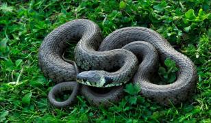 Tatăl a doi copii, ucis de un șarpe în casa din Australia. Vecinii au auzit ţipetele disperate ale soţiei sale, strigând după ajutor