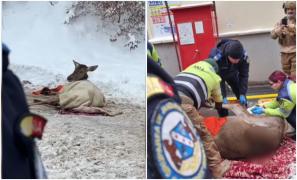 O căprioară rătăcită în curtea unei fabrici a fost salvată de jandarmi. A fost tratată și apoi eliberată în pădure
