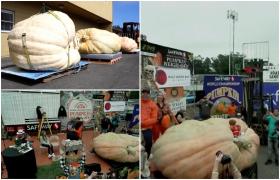 Cât cântăreşte cel mai greu dovleac din lume. Proprietarul său a cheltuit 15.000 de dolari pentru a-l cultiva