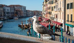 Aeroportul din Veneţia a fost închis după ce un stol de pescăruşi "a invadat" pista