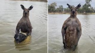 cățel aproape de a fi înecat de un cangur, în Australia