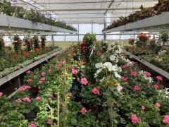 De frica hoţilor, un florar din Sibiu a ajuns să doarmă într-un microbuz ca să-şi păzească sera. "Sunt luni de zile de când n-am dormit acasă"