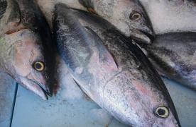 Sute de kilograme de peşte pescuit ilegal, confiscate de poliţiştii din Delta Dunării