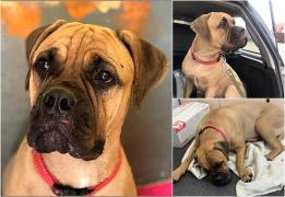 Un câine a mers 200 de km prin pădurea siberiană pentru a se întoarce la stăpâna care l-a abandonat. Maru a fost găsită cu lacrimi în ochi, lângă o cale ferată