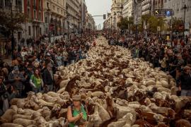 "Este uimitor!" Spectacol pe străzile din Madrid, ocupate de oi. Pastorii şi-au mânat turmele urmând vechile rute către păşunile de iarnă
