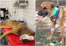 Cruzime fără limite. Câine cu rană adâncă la gât, după ce a fost legat cu o sârmă pe o stradă din Capitală. Proprietarul, de negăsit