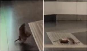 "Mortal Kombat" între şobolanii, în Italia. Rozătoarele care terorizează Roma au oferit un moment viral