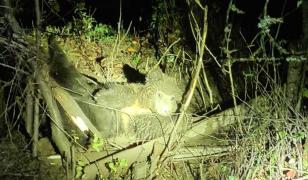 Un urs, blocat într-un gard de sârmă, a fost eutanasiat după ce a agonizat ore în şir. Capcana a fost pusă intenţionat