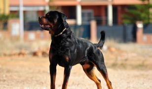 Un rottweiler a căzut de la balcon peste o femeie însărcinată, în Roma. Animalul a murit în urma impactului
