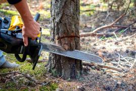 Ucis de arbore: Un bărbat de 70 de ani din Alba a murit în propria gospodărie