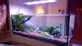 (P) Cum să îngrijești un acvariu și să-ți păstrezi peștii sănătoși