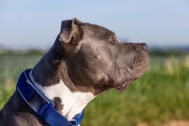 "Era parte din sufletul lui". Un bărbat din UK, sfâşiat de un pitbull, în timp ce încerca să-şi salveze căţeluşul din colţii animalului