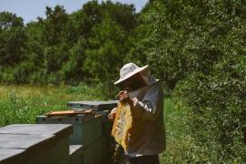 (P) Care este starea apiculturii în România și de ce avem nevoie de o legislație clară cu privire la etichetare și originea produselor apicole
