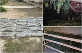 Cultură de canabis de aproape 4.000 de metri pătraţi, descoperită de poliţişti în Timiş. Plantele erau protejate cu camere video
