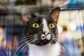 Revoltă după ce 150 de pisici au fost lăsate să moară în chinuri groaznice, în deşert, în Emiratele Arabe Unite