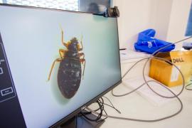 Coşmarul ploşniţelor continuă. Şapte şcoli au fost închise în Franţa, iar alte zece sunt afectate, după invazia care a cuprins întreaga ţară