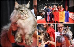 Un motan crescut în România a câştigat titlul de World Winner 2023 la Strasbourg. Peste 1.300 de pisici au fost la expoziție