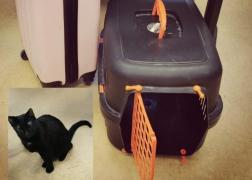 O pisică neagră şi un troler, găsite pe Calea Victoriei. Un trecător a alertat Poliţia, dar proprietarul e de negăsit