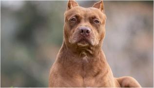 Violator, pedepsit aspru de o grupare mafiotă din Mexic. A fost dezbrădat în plină stradă, apoi castrat de un pitbull